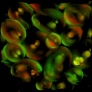Second harmonic generation (SHG) image of starch granules of a potato slice. The main constituent of the starch granules is highly ordered semicrystalline amylopectin, which renders them a noncentrosymmetric structure ideal for label-free SHG imaging. 