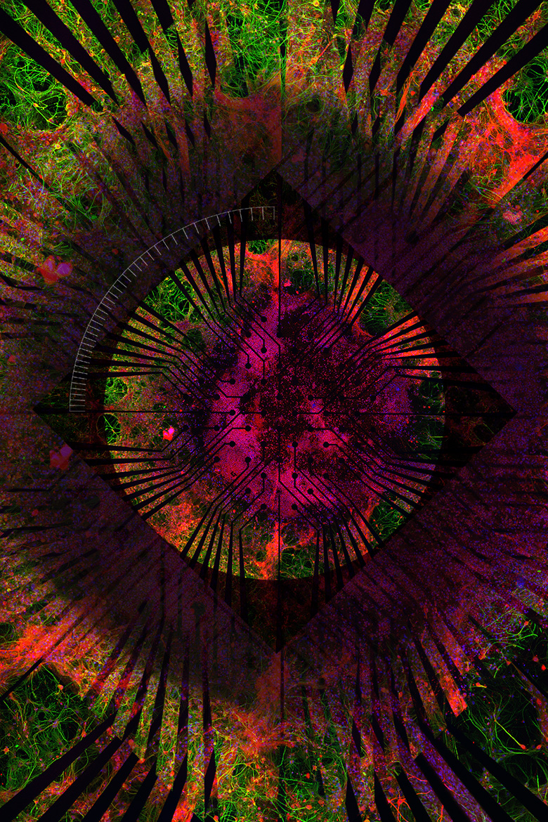 Kane and Kanaloa 2<br />
Scientist Collaborator Gelson J. Pagan-Diaz<br />
Holonyak Micro & Nanotechnology Laboratory<br />
Zeiss LSM 710 Confocal Microscope