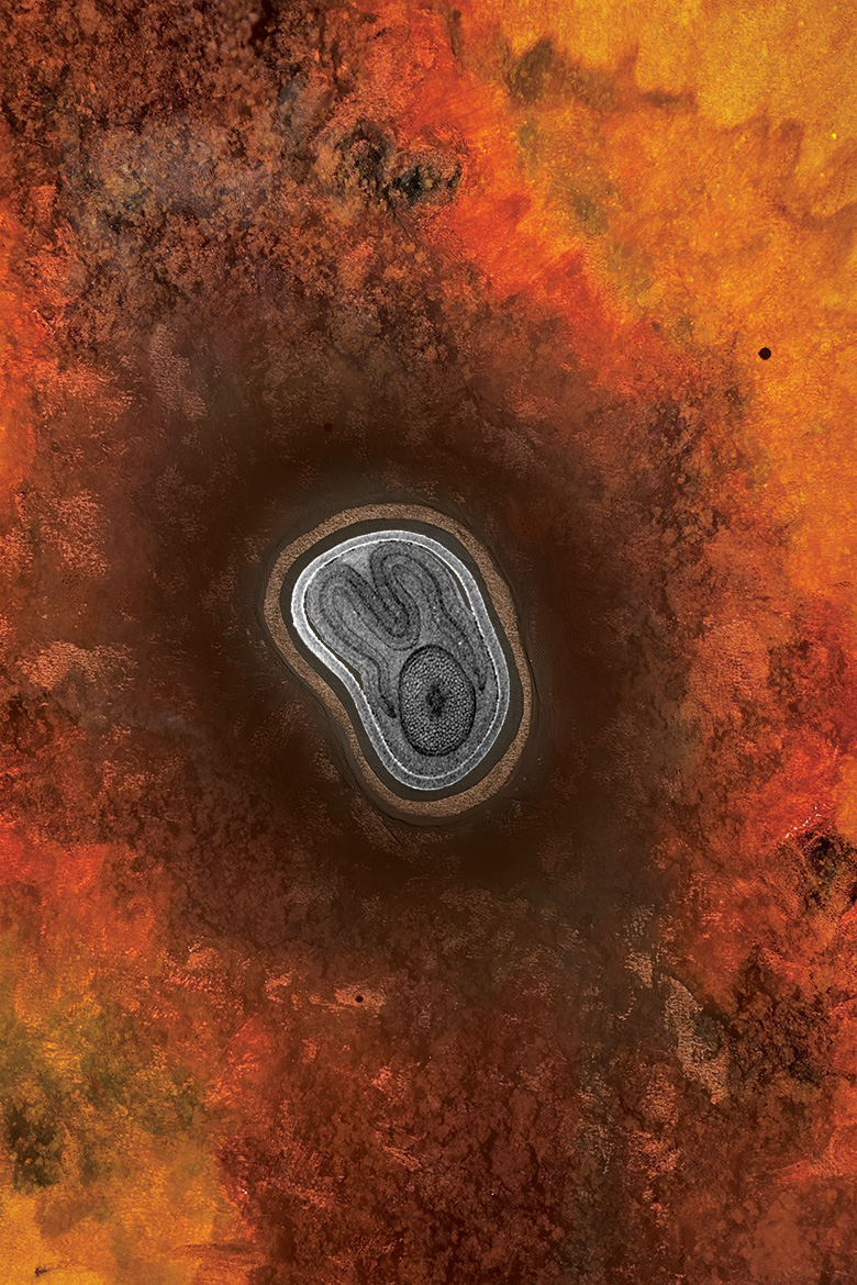 Zera<br />
Scientist Collaborators Jim Dalling , and Mayandi Sivaguru<br />
IGB Core Facilities<br />
NSI X5000 High Resolution CT <br />
Funded by the IGB Core Facilities