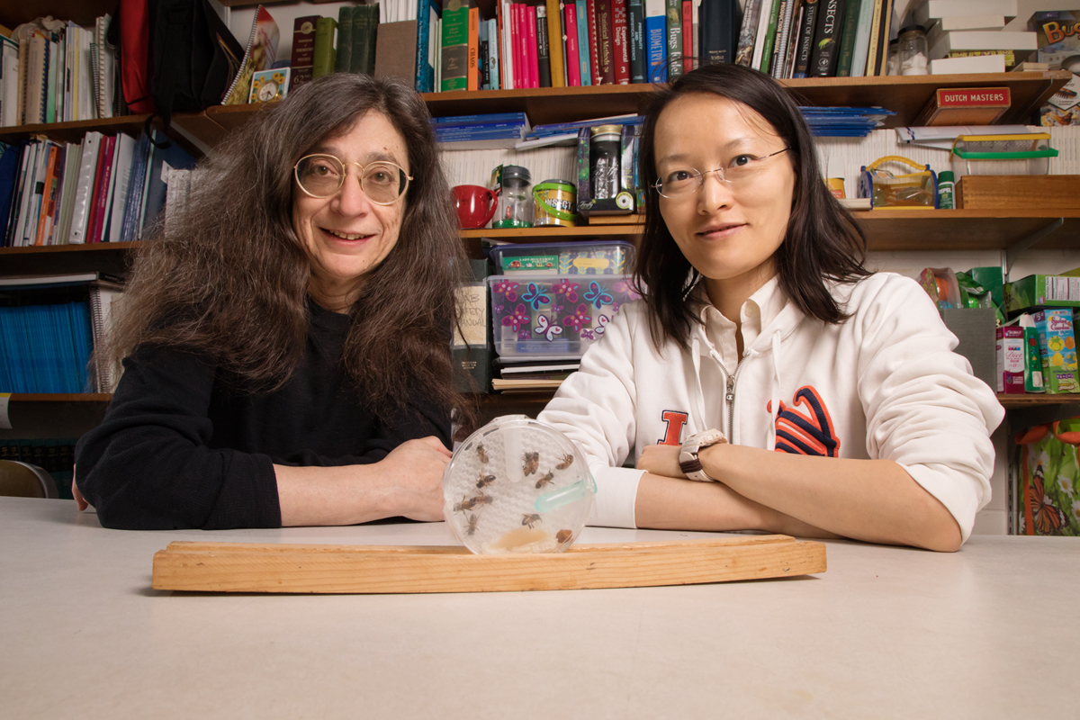 Entomology professor May Berenbaum, left, and postdoctoral researcher Ling-Hsiu Liao found that honey bees have a slight preference for food laced with the fungicide chlorothalonil at certain concentrations.