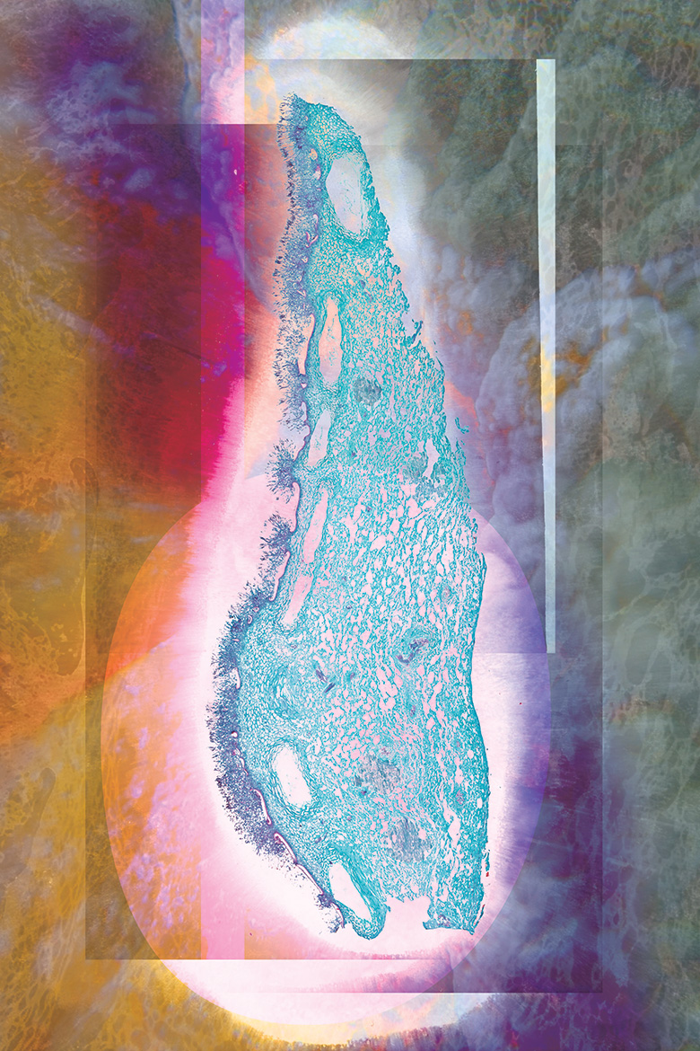 Eidolon of orpheus<br />Scientist Collaborators Miranda O’Dell<br />IGB Core Facilities Group<br />Nanozoomer Slide Scanner<br />