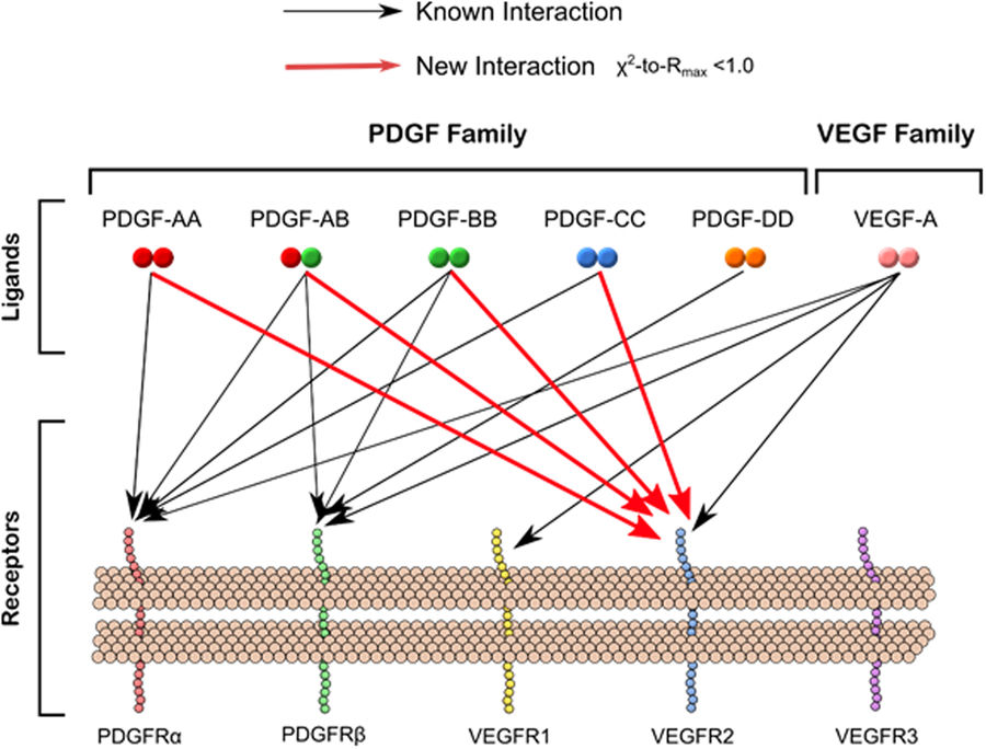 Summary of novel cross-family VEGF and PDGF ligand-receptor interactions.
