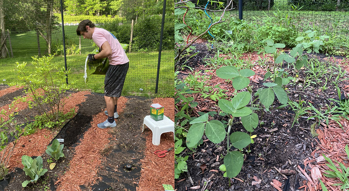 Byram Hills High School student Bailey Goldstein conducted research from his home due to travel restrictions under the pandemic, with remote training from plant biology faculty Stephen Long and Justin McGrath, using his backyard and bedroom as testing sites.