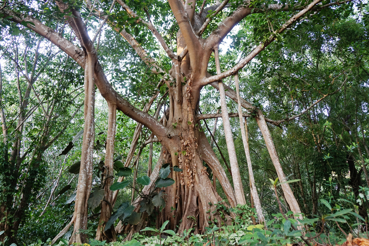 The banyan tree Ficus macrocarpa produces aerial roots that give it its distinctive look. A new study reveals the genomic changes that allow the tree to produce roots that spring from its branches.
