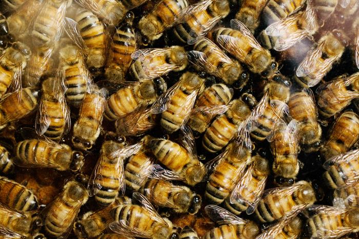 Fungicides are among the top contaminants of honey bee hives and can interfere with the bees' ability to metabolize other pesticides.