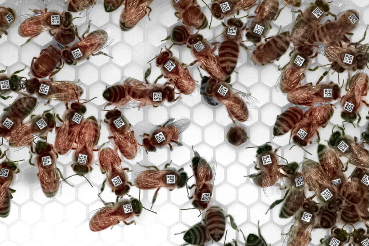 Researchers used barcodes to track individual honey bees in a study that looked for parallels between the bees’ foraging and egg-laying behavior and patterns of gene expression in their brains.
