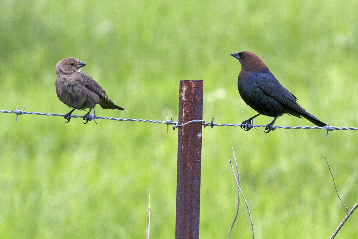 A new study finds that cowbirds adjust the sex of their offspring throughout the nesting season. A female, left, and male cowbird perch on a wire fence. Both birds are adults.