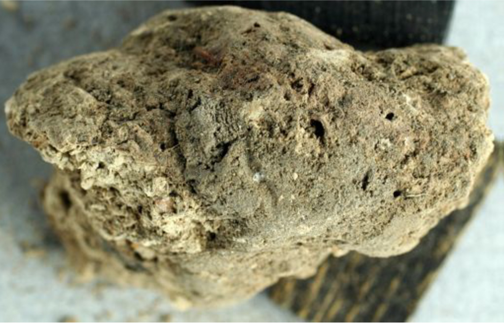 Coprolites are found at archeological sites and they provide dietary insight