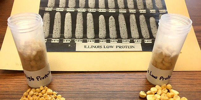 This photo, dated 1919, from long-term experiment, with seeds from both corn varieties