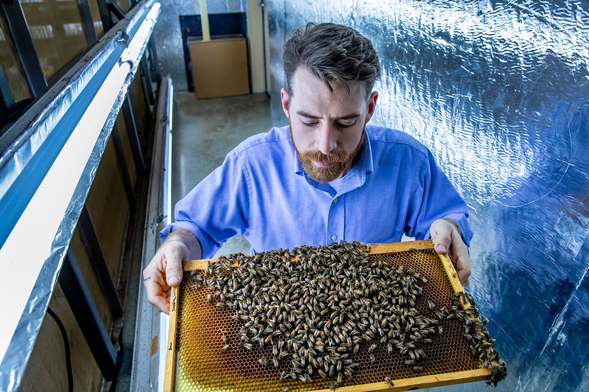 Illinois entomology professor Adam Dolezal studies the factors affecting native bees and honey bee health.