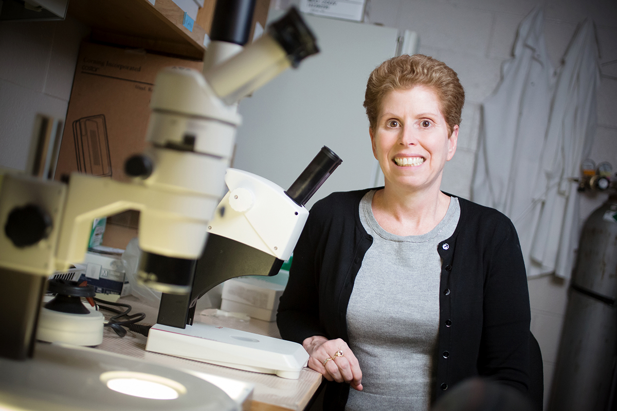 professor of comparative biosciences Jodi Flaws and her colleagues reviewed dozens of studies exploring the relationship between exposure to environmental contaminants, the gut microbiome and human and animal health.