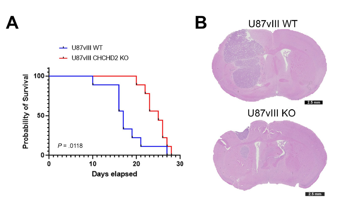 Left, the survival of mice containing the mutation EGFRvIII with or without CHCHD2. Right, increased tumor migration in the brain tissue when CHCHD2 is present.