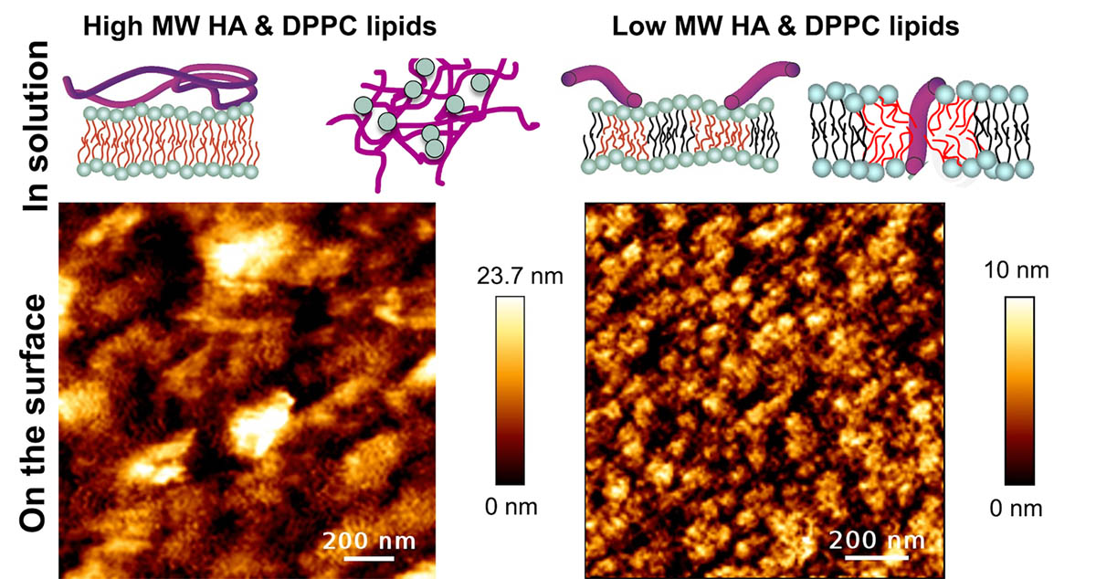 The interaction molecular weight of hyaluronan affects how it interacts with phospholipids, which in turn determines the nature of the protective film that can be formed on surfaces. 