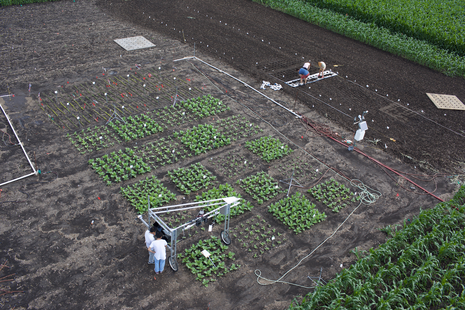 University of Illinois researchers using cameras to screen entire research plots for the top-performing plant traits.