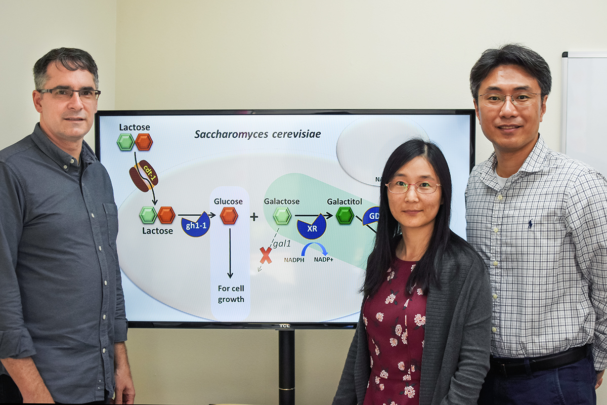 The researchers added genes that direct the yeast’s own metabolism to produce tagatose. Pictured, from left: University of California, Berkeley professor Jamie Cate, Illinois postdoctoral researcher Jingjing Liu and professor Yong-Su Jin.