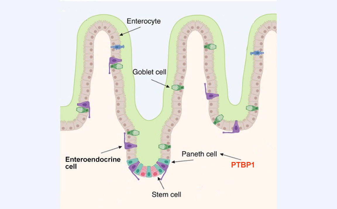 A Closer Look at the Cells Lining the Intestine. Intestinal stem cells generate different mature intestinal epithelial cells, such as enterocytes, goblet cells, enteroendocrine cells, and Paneth cells. Paneth cells are niche cells that reside next to stem cells to support them. Paneth cells can become stem cells when stem cells are damaged. PTBP1 regulates Paneth cells to support stem cell survival.
