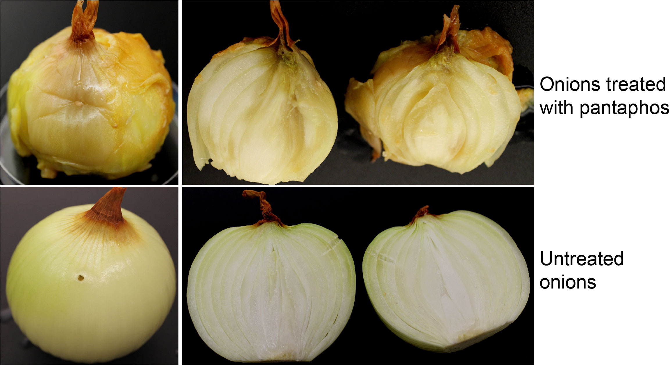Pantaphos, which is produced by the plant pathogen Pantoea ananatis, is responsible for causing onion center rot.
