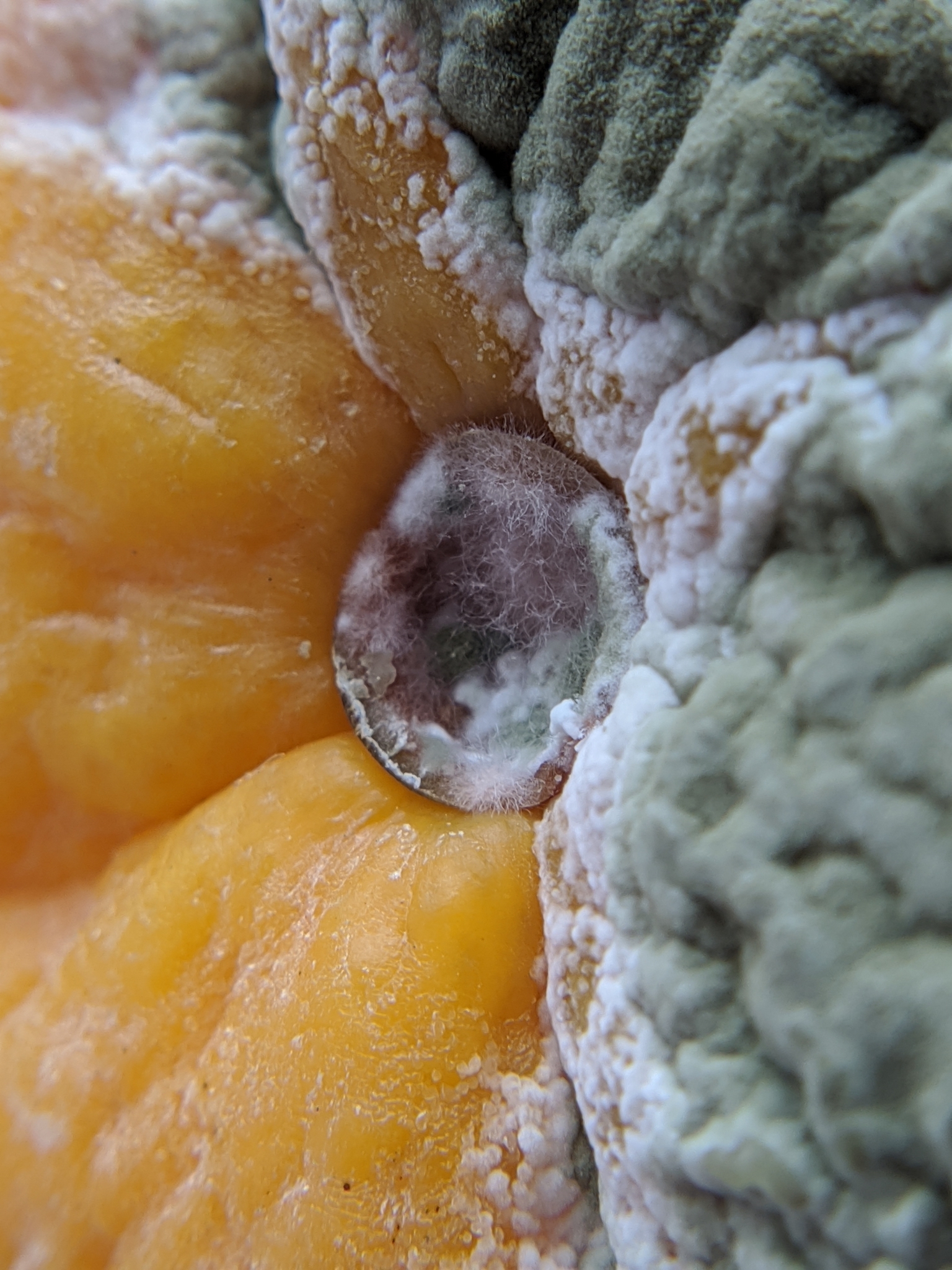 Penicillium_digitatum_75