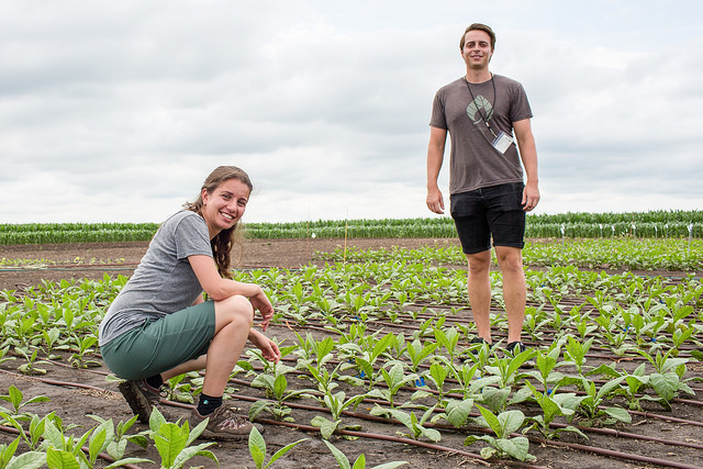 Patricia Lopez-Calcagno (left) and Kenny Brown (right) evaluate a field trial that helped prove that increasing a protein in the leaves of crops can increase production by nearly 50 percent. 