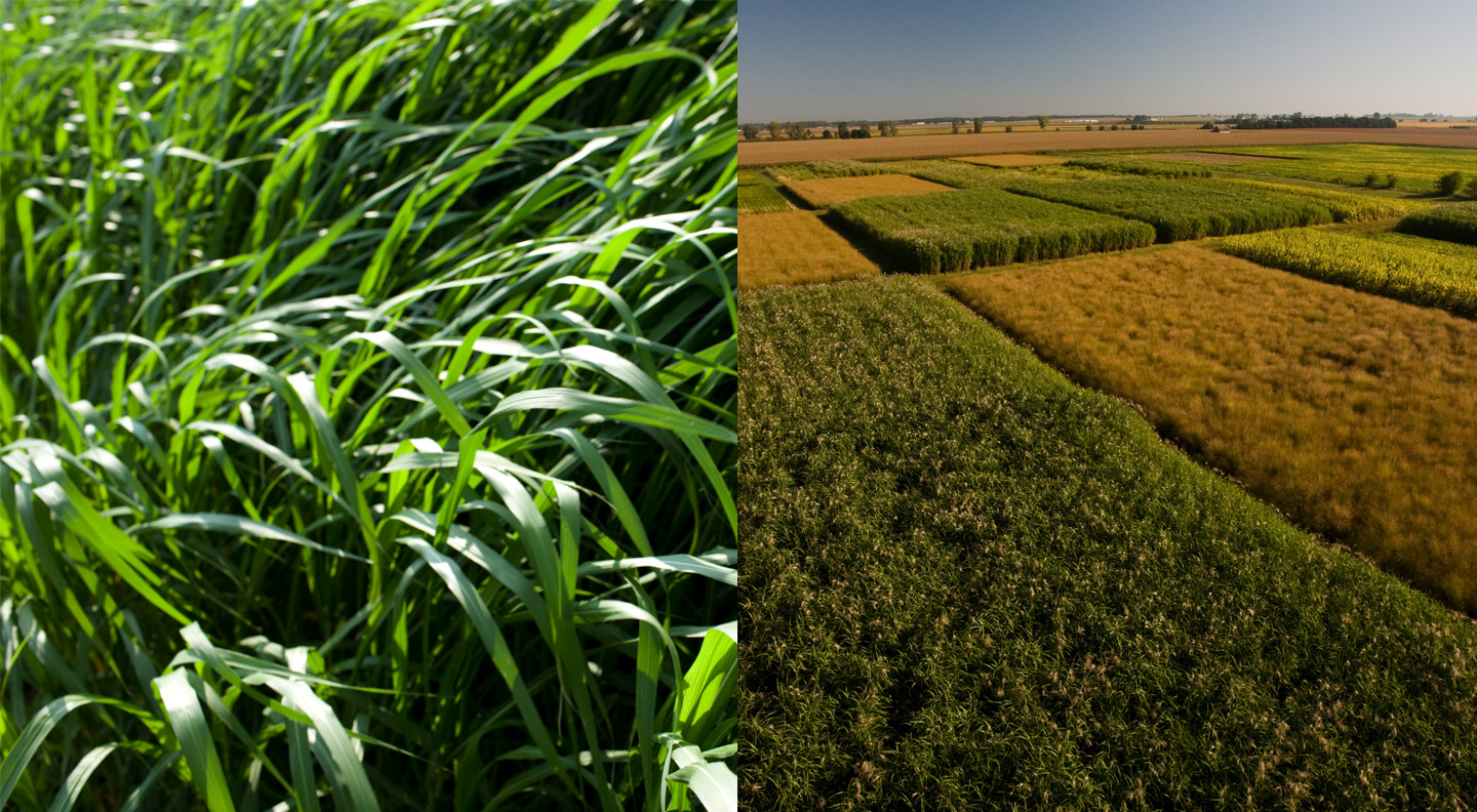 University of Illinois research project Renewable Oil Generated with Ultra-productive Energycane (ROGUE) will transform energycane and Miscanthus (pictured) into sustainable sources of biodiesel and biojet fuel with support from the U.S. Department of Energy. 