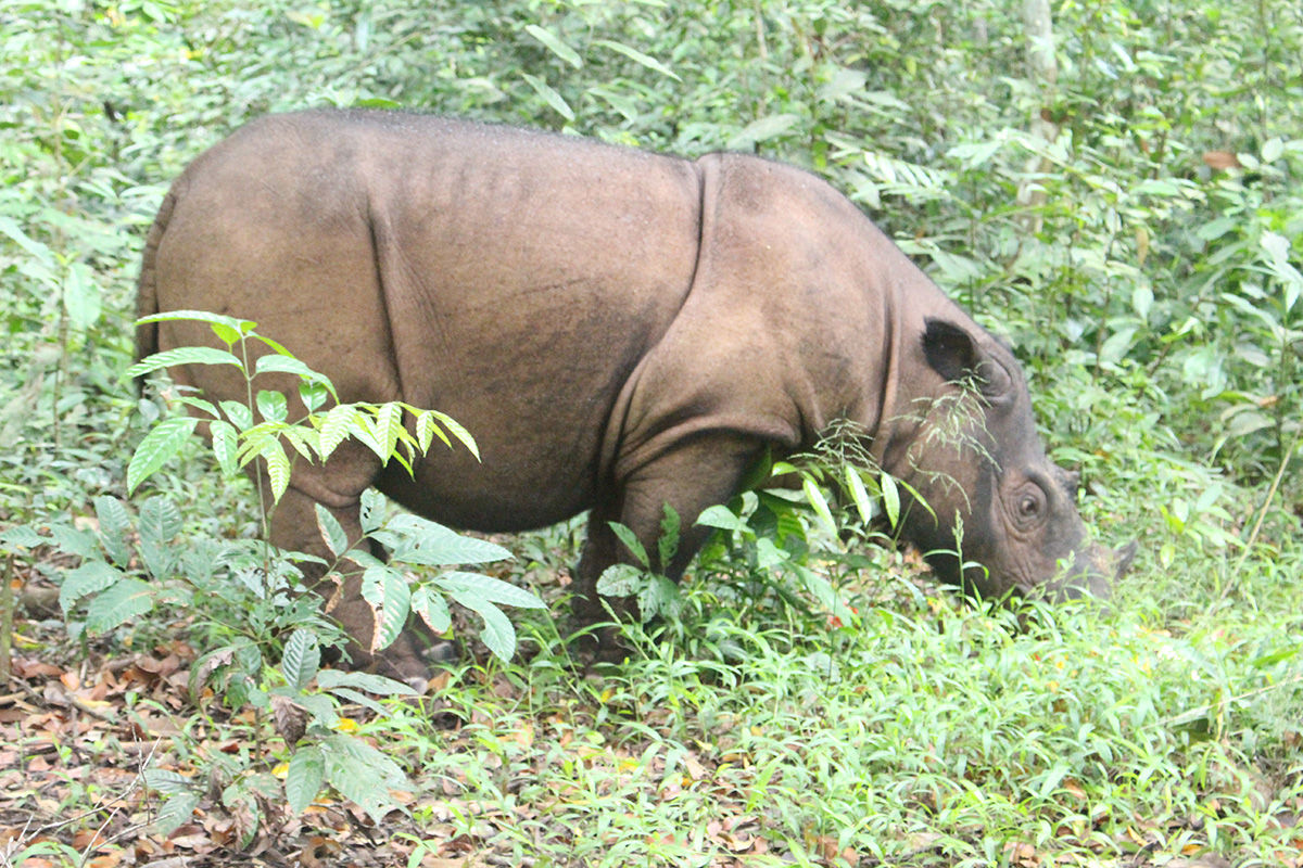 A Sumatran rhino is seen at the Sumatran Rhino Sanctuary in Way Kambas National Park in Indonesia