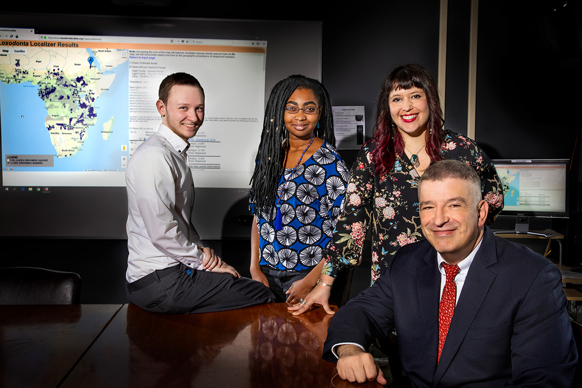 With their colleagues, U. of I. animal sciences professor Alfred Roca, seated, with, from left, technician Cory Green and graduate students Tolu Perrin-Stowe and Alida de Flamingh, developed an online tool that can trace the origins of poached ivory more quickly than previous methods.