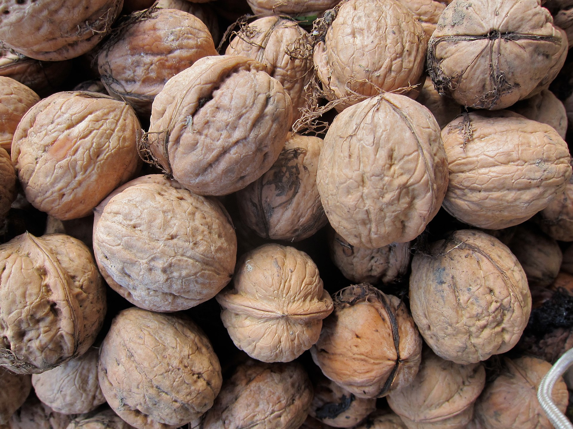 Previous research that prompted this microbial research showed that the amount of energy (calories) derived from walnuts after we eat them is less than previously though