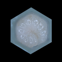 From the Mouths of Bees