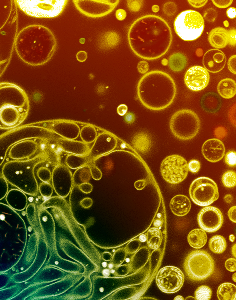 Zeiss 710 Multiphoton Confocal Microscope <br />
Sherry S. W. Leung<br />
Cecilia Leal Laboratory<br />
Funded by the United States Office of Naval Research