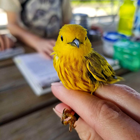 Yellow Warbler