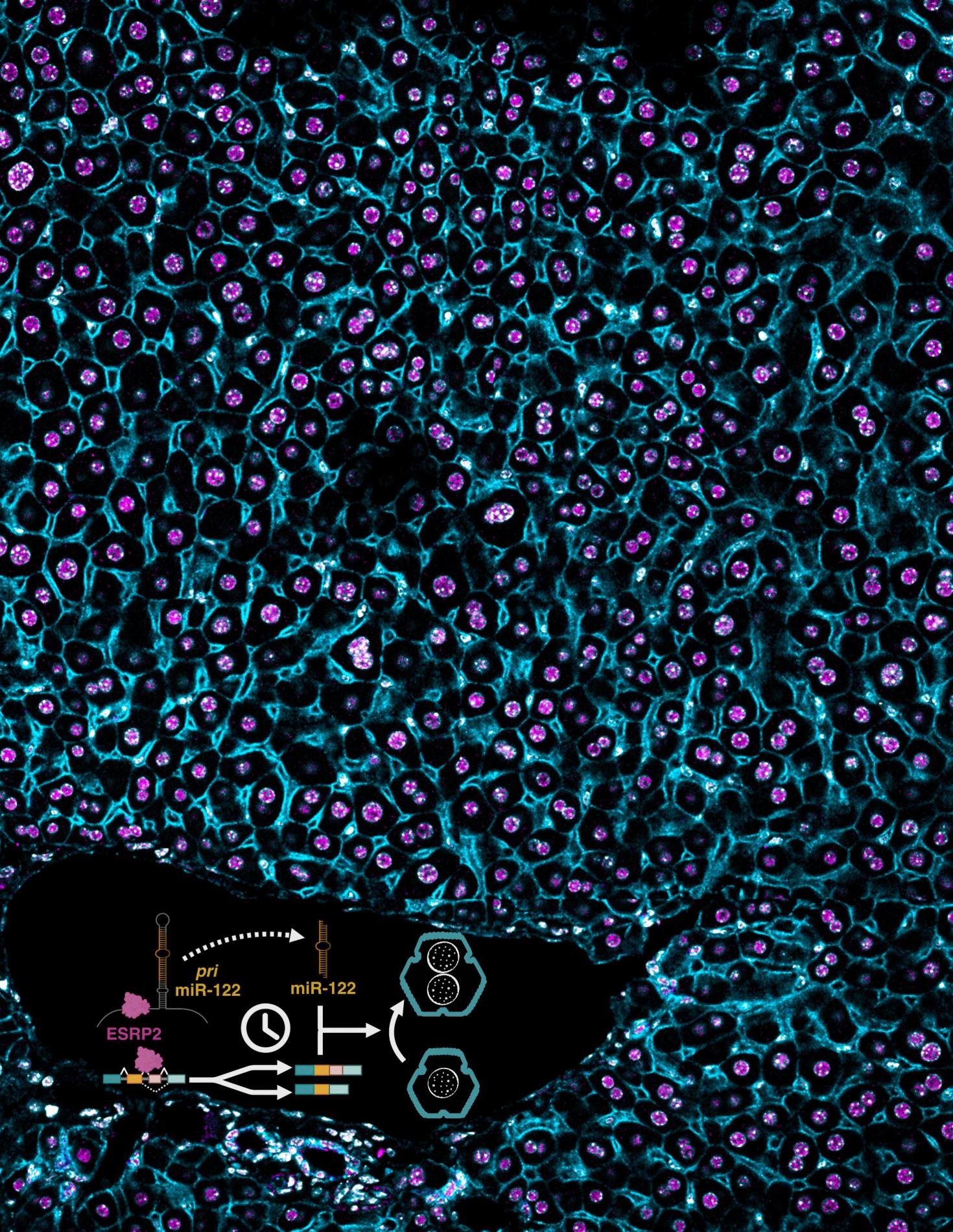 A section of mouse liver stained for ESRP2 and membrane-specific (CTNNB1) marker in a wildtype mouse. Inset: Timed activation of the ESRP2–miR-122 axis promotes hepatocyte binucleation and is linked with promoting hepatocyte quiescence.