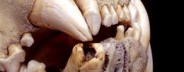 The lions’ teeth had been damaged during their lifetimes. Study co-author Thomas Gnoske found thousands of hairs embedded in the exposed cavities of the broken teeth.  Photo Z94320 courtesy Field Museum of Natural History in Chicago