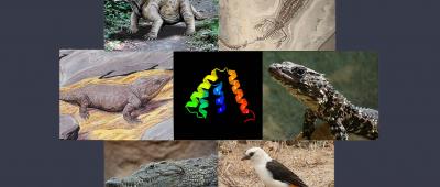 Karn and Laukaitis show that rather than being uniquely mammalian, secretoglobins are also found in turtles, crocodilians, lizards and birds, suggesting they existed in the Carboniferous period. / Bob Karn