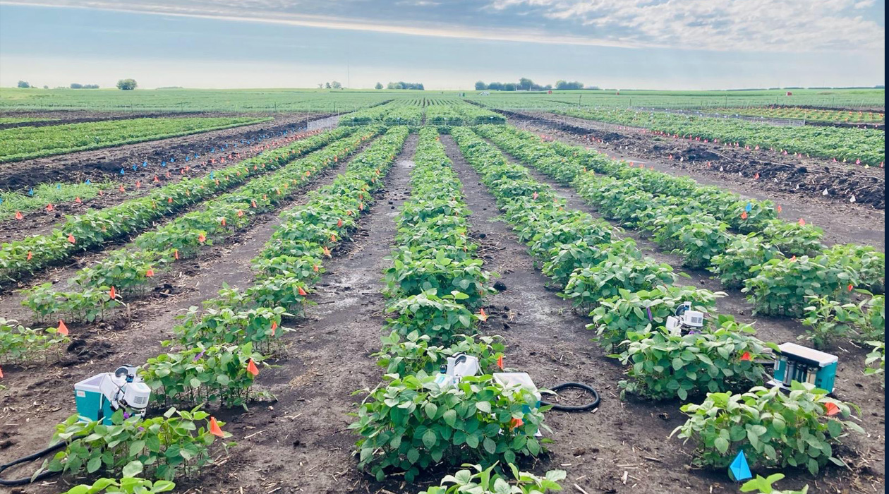 Photorespiration bypass soybean field trials at the University of Illinois Urbana-Champaign Energy Farm / Katherine Meacham-Hensold