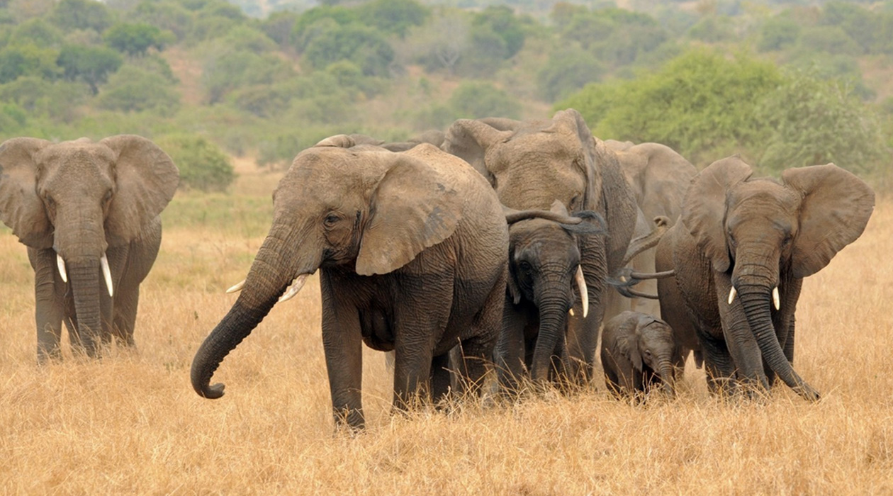 "Given this history, gene flow between the species is unlikely to be beneficial, and hybrid elephants should be avoided for translocations," said Alfred Roca, professor of animal sciences / Laura Bertola 
