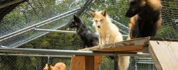 Foxes in enclosure