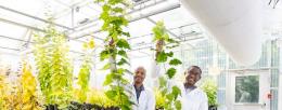 From left, ORNL’s Biruk Feyissa holds a five-month-old poplar tree expressing high levels of the BOOSTER gene, while colleague Wellington Muchero holds a tree of the same age with lower expression of the gene. Credit: Genevieve Martin/ORNL, U.S. Dept. of Energy