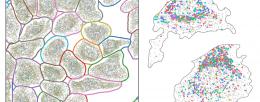 Spatial transcriptomics data from osteosarcoma cells. Left) A spatial map of the transcriptome segmented into individual cells using machine learning, with each dot representing a RNA transcript and each color indicating a different gene. Right) Genes associated with cytoskeleton and robunucleoprotein complexes are frequently colocalized.