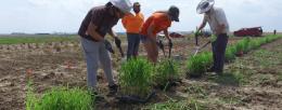 Erik Sacks, right, and his team trim miscanthus starts at the Illinois Energy Farm. Credit: CABBI