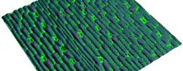 The new "Stomata In-Sight" systems allows for the observation of small pores in plant leaves (stomata, shown here as the light green valves) in real time.