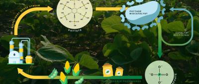 The biocatalyst developed by Wei's laboratory enables the recovery of phosphate, a vital plant nutrient, from biorefinery wastewater. / Katie Brady