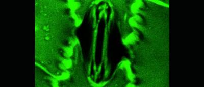 Representative 16-bit confocal microscope image of an open Zea mays stoma.