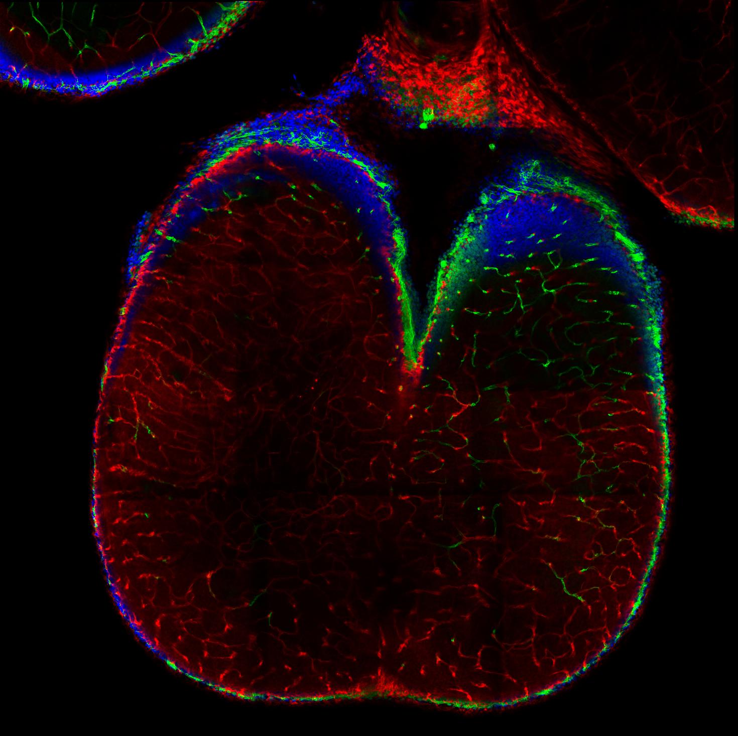 Two-photon image deep into the whole brain of a mouse fetus (Gestational Day 16.5) and post-processed with the Spectral Unmixing Module.