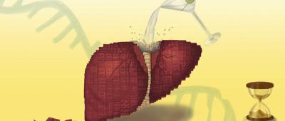 Long-term alcohol consumption causes a breakdown in the liver’s regenerative abilities, thanks to inflammation disrupting the protein-making process, Illinois researchers and collaborators found in a new study. Illustration by Deyasini Roy